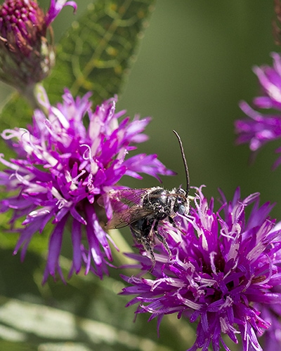 Our native bees and other pollinators need gardens planted with locally native plants to support them.