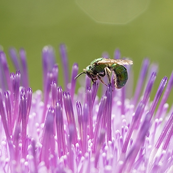 A native bee nectars on native pasture thistle (Cirsium pumilum). Thistles are important plants for supporting specialist bees and other larger animals like gold finches.