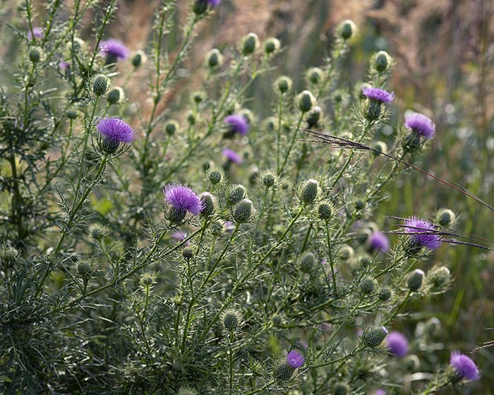 The pollen of the native field thistle (Cirsium discolor) supports specialist bees.