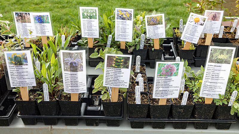 Native plants for sale with identification tags.