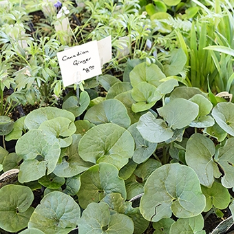 Native plants are typically very affordable. Here you can purchase wild ginger (Asarum canadense) a a native plant sale for $8 a pot.