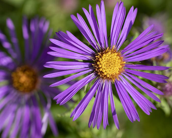 The pollen of New England aster (Symphyotrichum novae-angliae) supports specialist bees.
