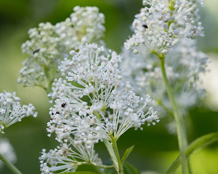 The pollen of New Jersey tea (Ceanothus americanus) supports specialist bees.