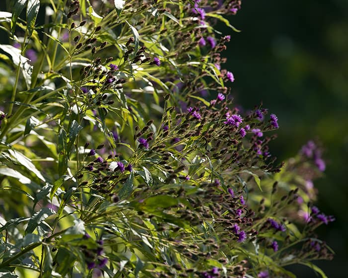 The pollen of New York ironweed (Vernonia noveboracensis) supports specialist bees.