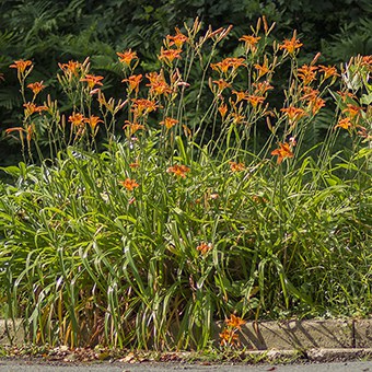 Orange daylilies (Hemerocallis fulva) are invasive plants that should not be planted. An excellent alternative plant is butterflyweed (Asclepias tuberosa).