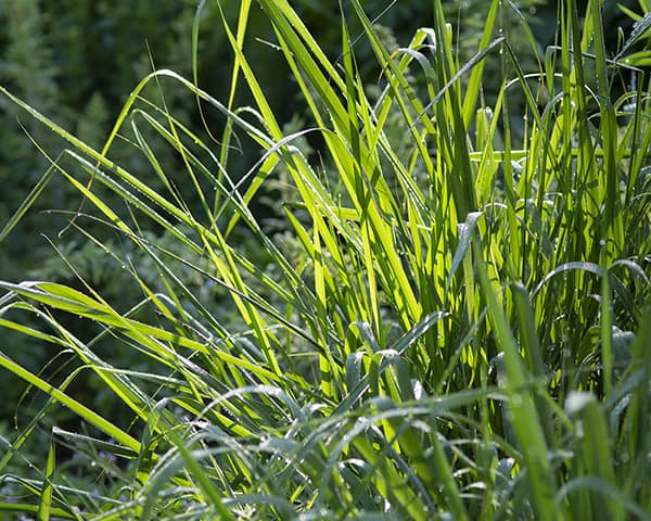 Swithcgrass (Panucum virgatum) is a bunch grass that bumble bees can use for shelter and nesting.