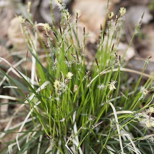 Pennsylvania sedge (Carex pensylvanica) is not preferred by rabbits.