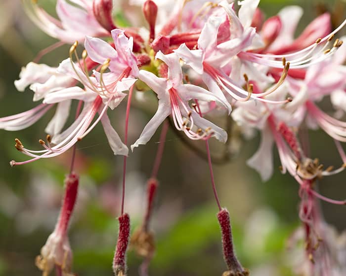 The pollen of pinkster flower or pink azalea (Rhododendron periclymenoides) supports specialist bees.