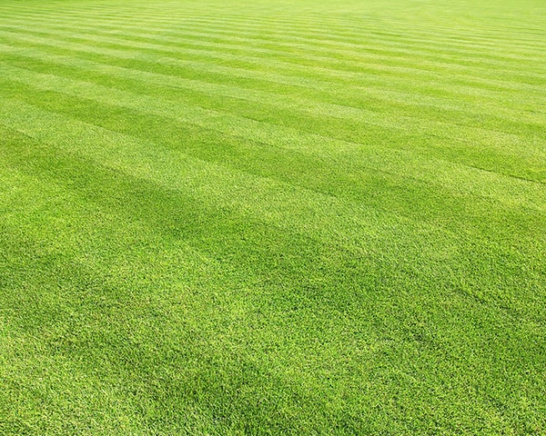 Lawn is one of the ecological disasters of the 21st century.