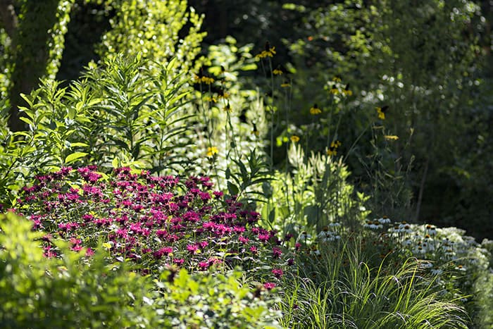 Native plant gardens are environmentally sound. Replace lawn with native plants.