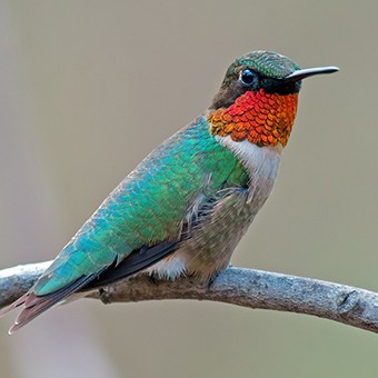 You can support your local ruby-throated hummingbirds by planting the right native plants.