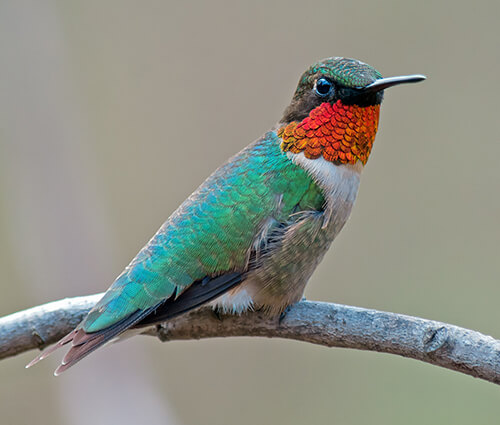 A ruby throated hummingbird perched.