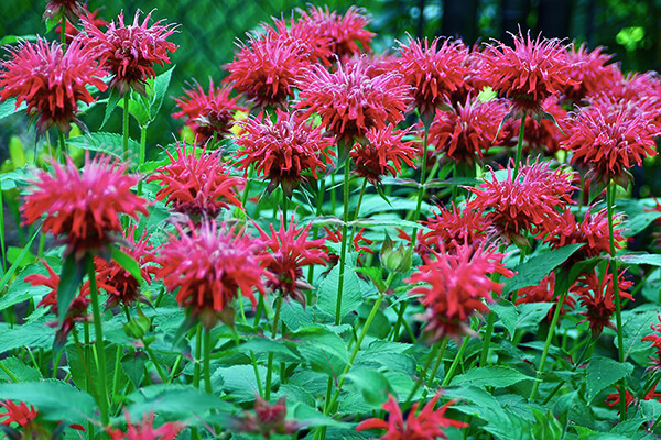 Scarlet beebalm (Monarda didyma) planted en masse for hummingbirds and other creatures.