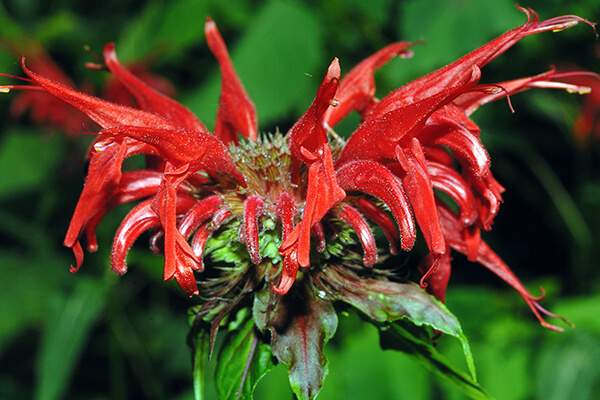 Scarlet beebalm (Monarda didyma) is a good plant for hummingbirds and also for insects like butterflies.