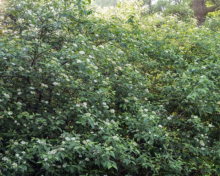 The pollen of silky dogwood (Cornus amomum) supports specialist bees.