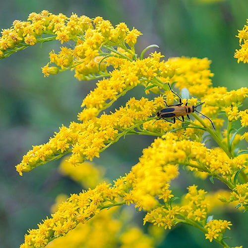 Goldenrod (Solidago spp.) is not preferred by rabbits.