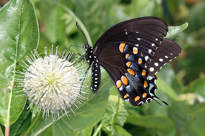 Buttonbush (Cephalanthus occidentalis) attracts many flower visitors and pollinators like this spicebush swallowtail.