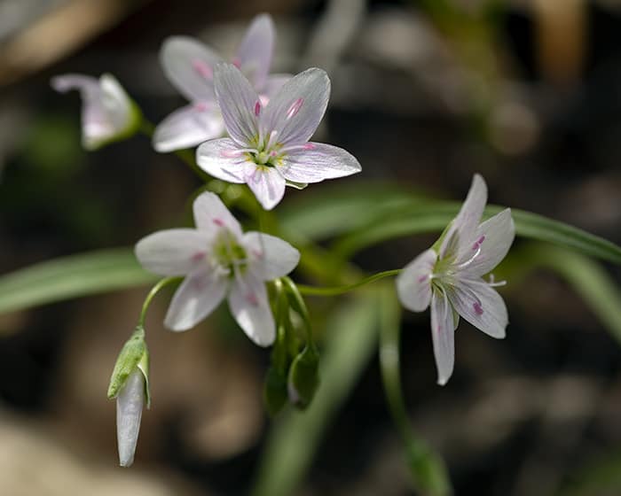 The pollen of Virginia spring beauty (Claytonia virginica) supports specialist bees.