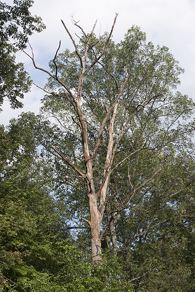 A dead tree or snag is just as important to wildlife as a living tree is.