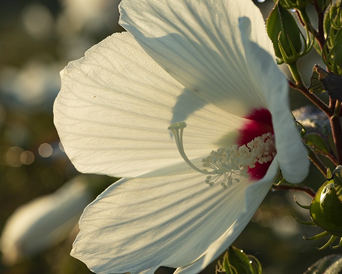 The pollen of swamp rose mallow (Hibiscus moscheutos) supports specialist bees.