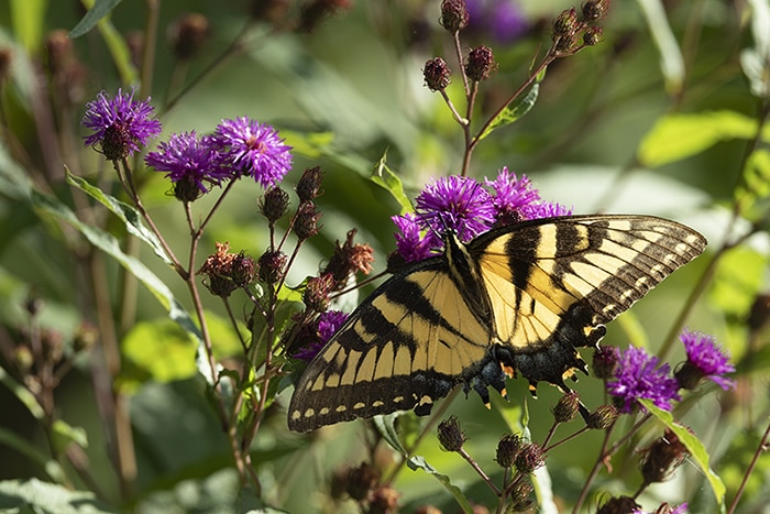 New Yord ironweed (Vernonia noveboracensis) attracts many flower visitors and pollinators like this Eastern tiger swallowtail butterfly.