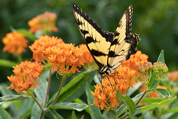 A tiger swallowtail butterfly nectars on native butterflyweed (Asclepias tuberosa).