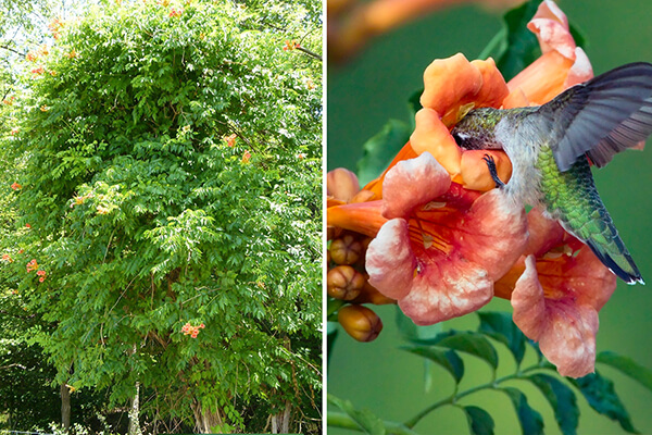 Trumpet creeper (Campsis radicans) is a good nectar source for hummingbirds.