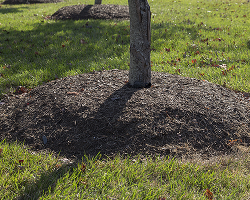 Landscape companies do not realize how detrimental the volcano mulch is to trees.