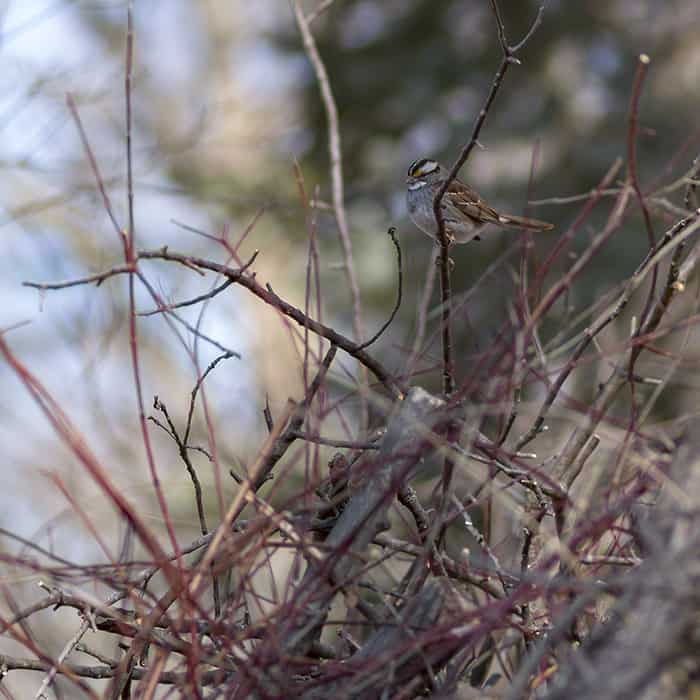 A white-throated sparrow perched on a brush piles. Brush piles are beneficial to wildlife seeking shelter.