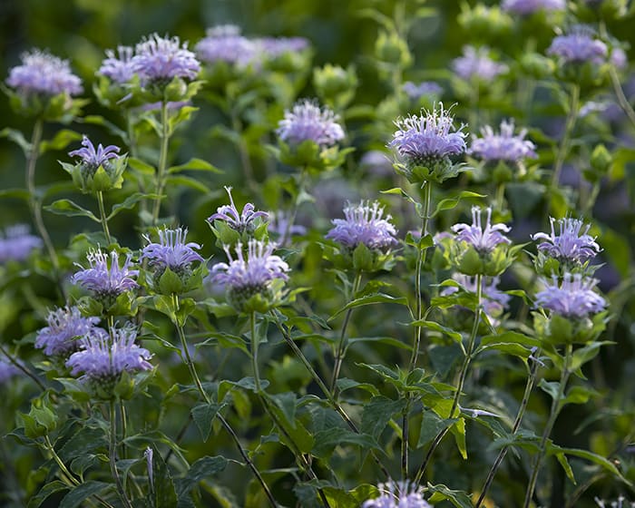 The pollen of wild bergamot (Monarda fistulosa) supports specialist bees.