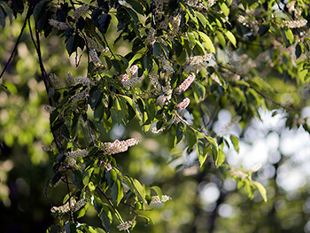 Wild black cherry (Prunus serotina) has high wildlife value.