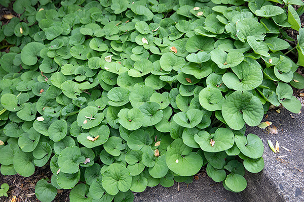 native ground cover wild ginger (Asarum Canadense )​grows near a path