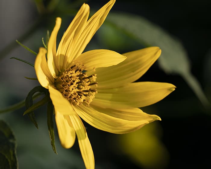 The pollen of woodland sunflower (Helianthus divaricatus) supports specialist bees.