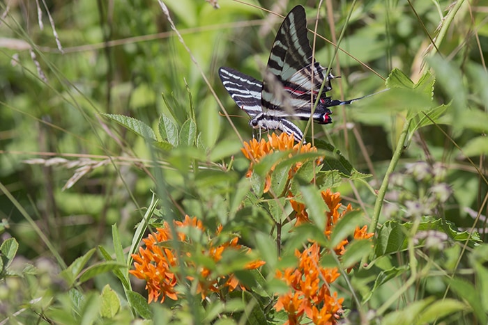 Butterflyweed (Asclepias tuberosa) attracts many flower visitors and pollinators like this zebra swallowtail.