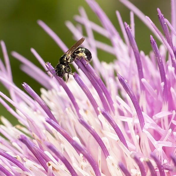Native thistles provide high quality pollen and nectar to our native bees.