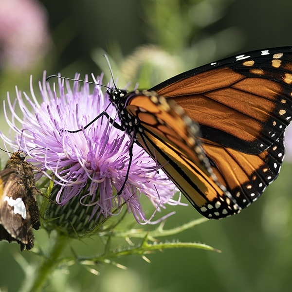 Insects find native thistles irresistible.