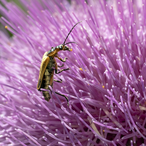 Pasture thistle (Cirsium pumilum) supports all sorts of insects.