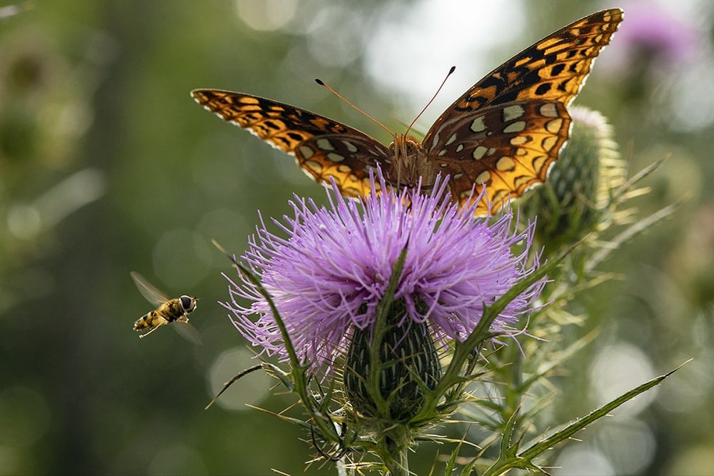 Native thistles provide high quality nectar and pollen to pollinators.