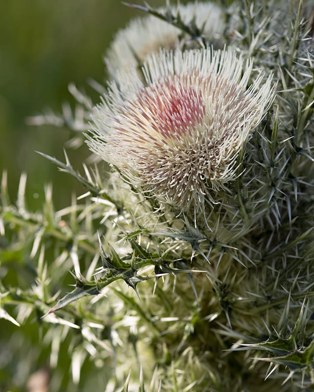 Native thistles like yellow thistle (Cirsium horridulum) provide high quality nectar and pollen for native insects.