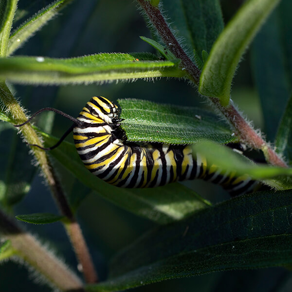 Cornell Cooperative Extension  Purchase a Monarch Butterfly & Milkweed Kit
