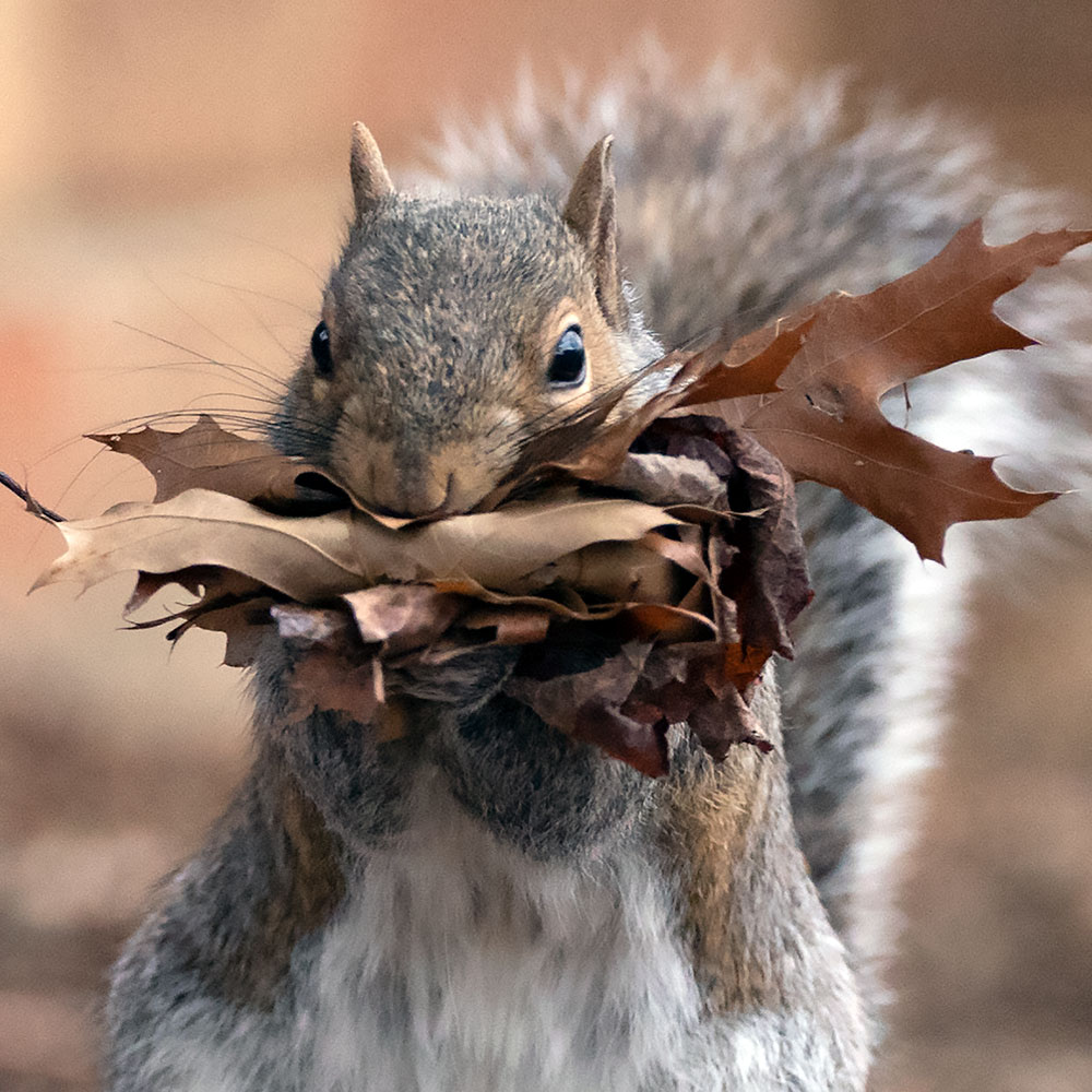 Nuts about acorns: Maryland's Department of Natural Resources wants your  acorns - WTOP News