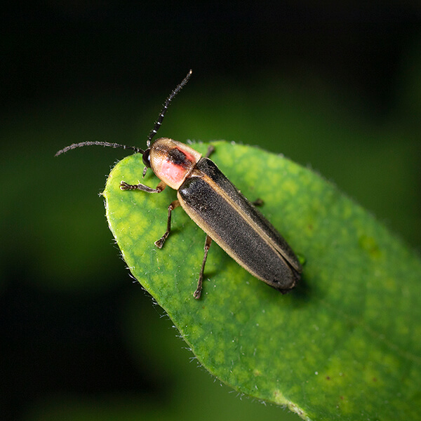 A firefly (or lightning bug) rests on the tip of a rounded green leaf. The firefly is colors of peach and black.