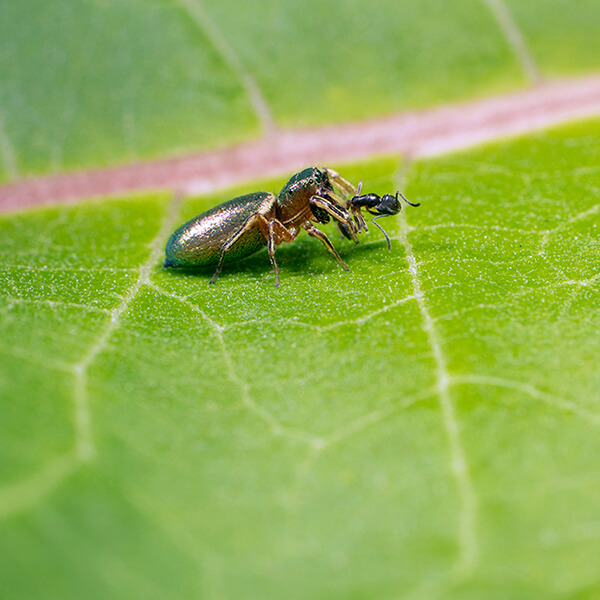 A small green spider sits on a large leaf with a black ant in its mandibles.