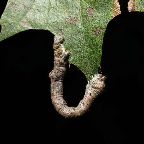 A large, brown inch worm caterpillar makes a "U" shape while clinging to a pointy tree leaf.