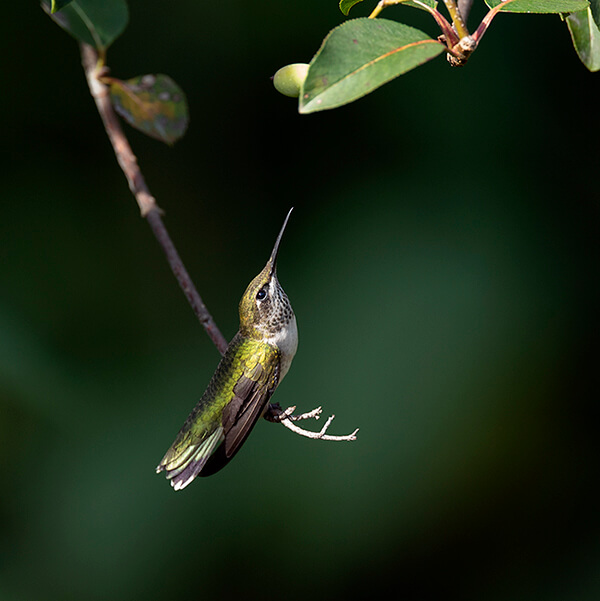 A primarily green-hued Ruby-throated Hummingbird rests on the end of a tree branch that is devoid of leaves. The humminbird's body is arched back like he's looking up.