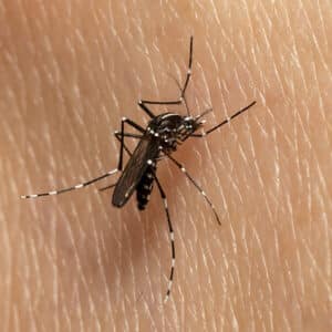 An Asian tiger mosquito (Aedes albopictus) is on human skin and is just about to feed.