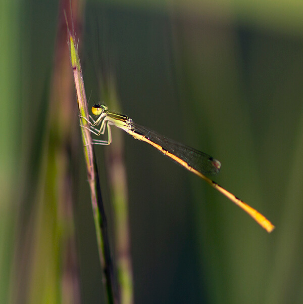 A damselfly of greens and yellows holds onto a stalk of native grass. The areas around the delicate insect are a soft focus, helping it to stand out.