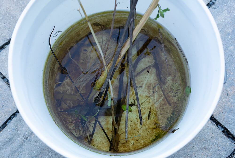 A dirty, algae-lined bucket with water and decaying plant material makes a perfect mosquito trap.
