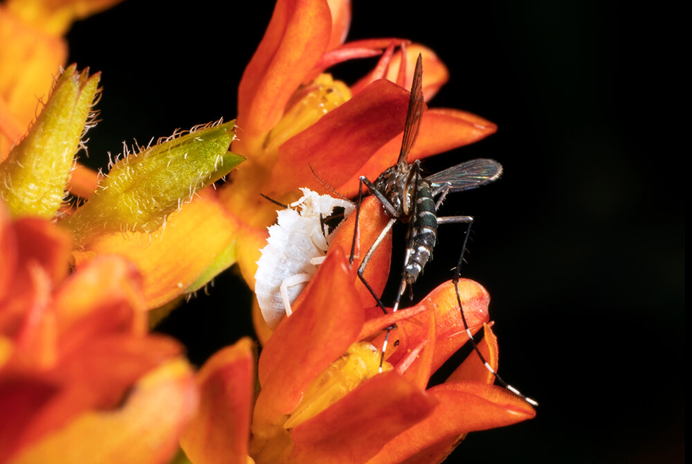 A tiny white ambush bug has captured a mosquito on bright orange flowers.