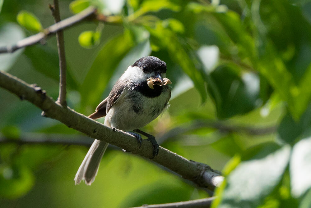 A Carolina chickadee sits on a tree limb with a beak full of spiders that it will feed to its young.